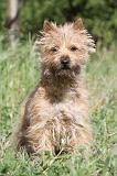 CAIRN TERRIER 164